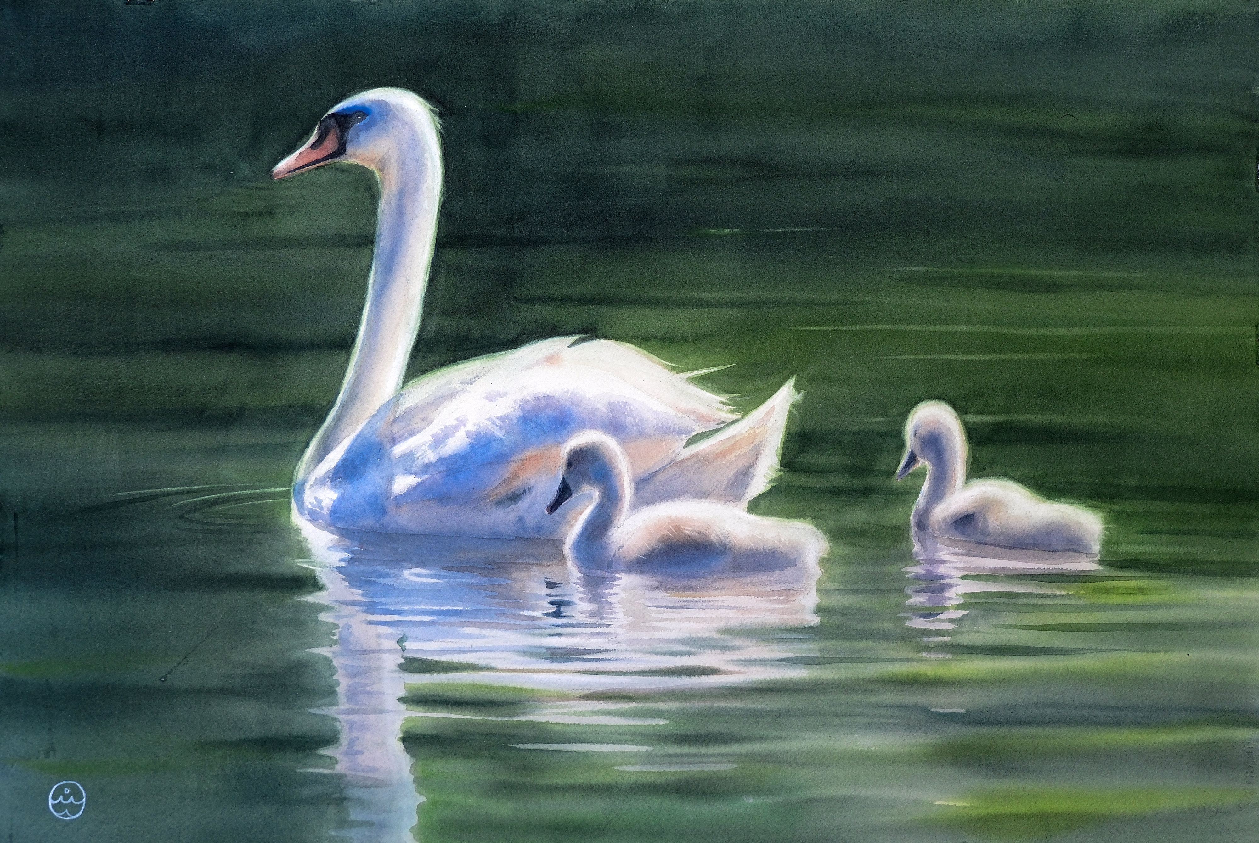 Swans
